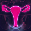 Female reproductive system