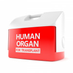 Red Cooler "Human Organ for Transplant"