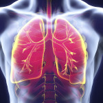 lungs