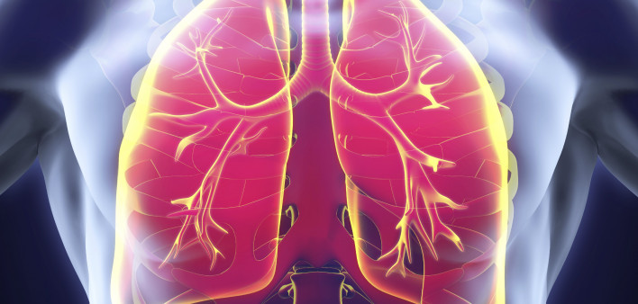lungs