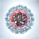 Hepatitis C virus
