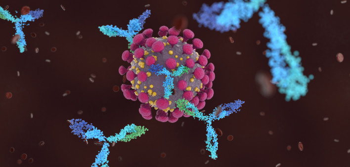 Antibodies attacking SARS-CoV-2, the coronavirus that causes COVID-19