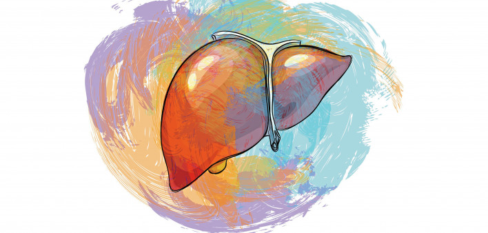 illustration of a liver