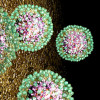 Hepatitis B virus