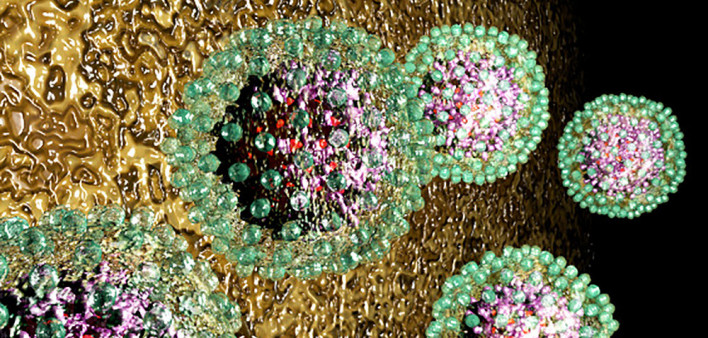 hepatitis B, HBV