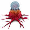 t cell attack cancer cell