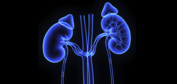 kidneys