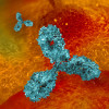 Monoclonal antibodies