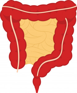 illustration of intestinal tract