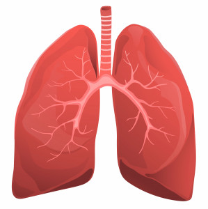 illustration of human lungs