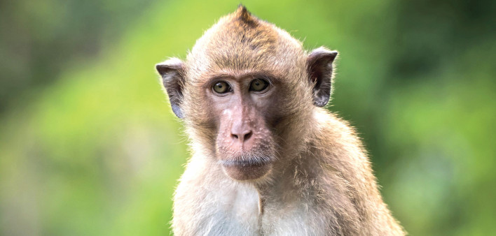 Long-tailed macaque is primate of the species Macaca fascicularis, native to Southeast Asia.