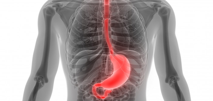 esophagus, throat, stomach, gastric, digestive tract