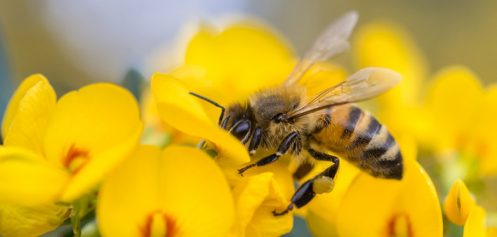 honey bee
