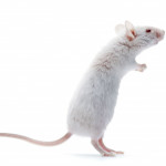 white mouse lab mouse