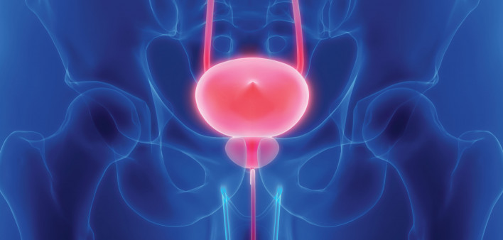 prostate bladder illustration