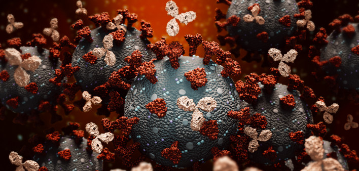 Antibodies attacking SARS-CoV-2, the coronavirus that causes COVID-19